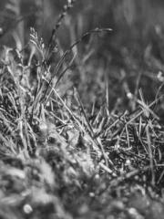 lt;Gingerly, Shen Qi