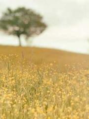 Cultivating My Empre