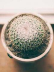 I have seven fairy g