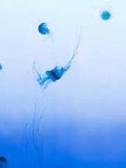 Shen Ning, Ran, Bo J