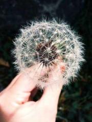 My husband is the Ki