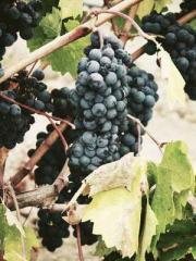 Wine, sex, money and