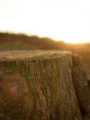 The Beloved Physicia