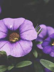 One Pregnancy, Two B