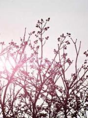 The Ugly Womanapos;s