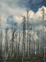 lt;lt;The Heavenly D